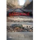 Saxifrage