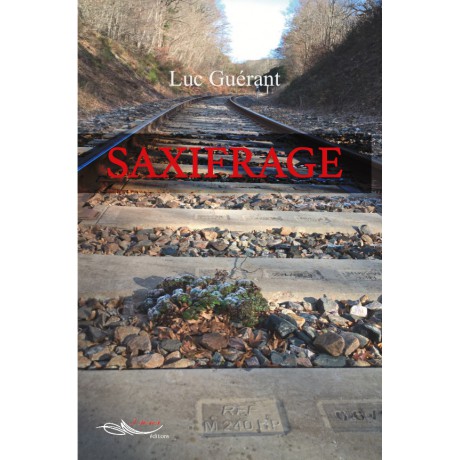 Saxifrage
